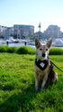 Tuxedo Snap On Bandana | Wedding Collection